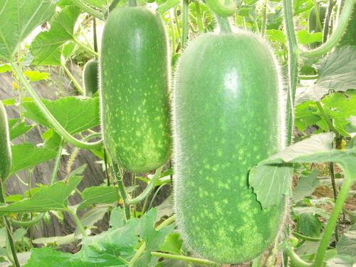 地煞十星吃大瓜,揭秘神秘大瓜背后的惊天秘密  第1张